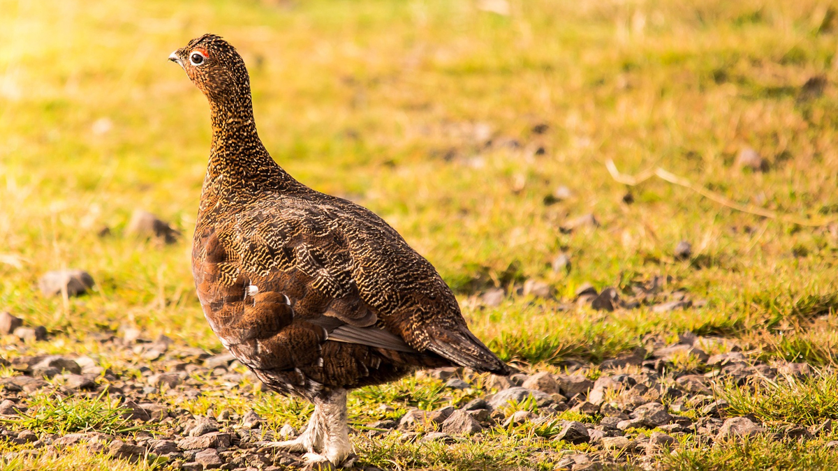 Wild Justice is currently in a battle with shooting groups over driven grouse hunting